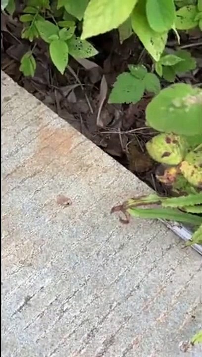 Beau travail d'équipe pour ces fourmis