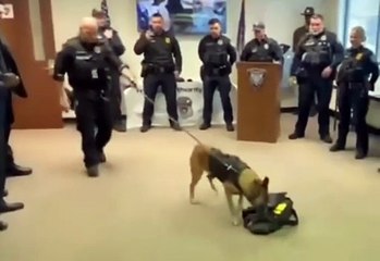 Ce chien policier prend sa retraite... voilà sa petite fête de départ