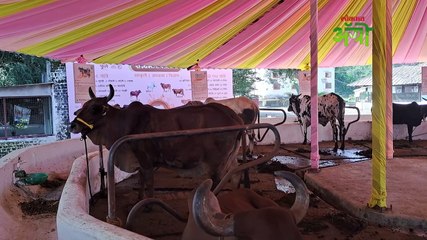 गोधन ओळख भाग  १२ महाराष्ट्रातील प्रमुख गोवंश डांगी गाय