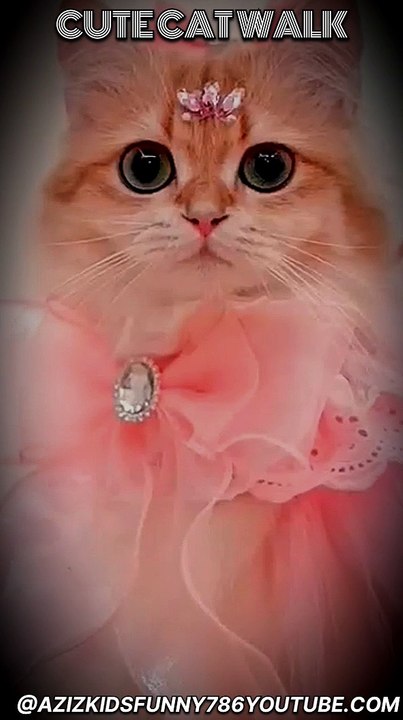 Cute cat