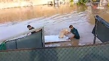 Emotivo rescate de un perrito toca el corazón de un país destrozado: gracias, Guardia Civil