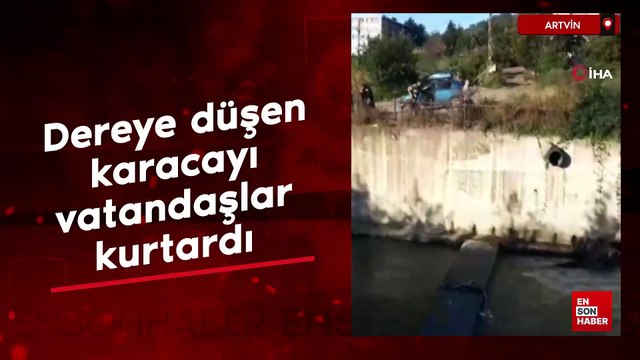 Artvin’de dereye düşen karacayı vatandaşlar kurtardı