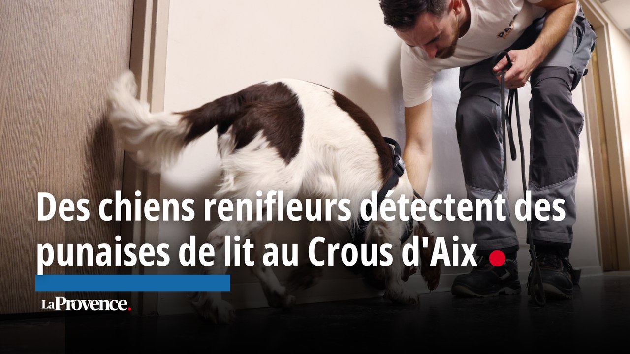 Des chiens renifleurs détectent des punaises de lit au Crous d'Aix