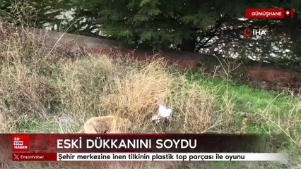 Gümüşhane'de şehir merkezine inen tilkinin plastik top parçası ile oyunu