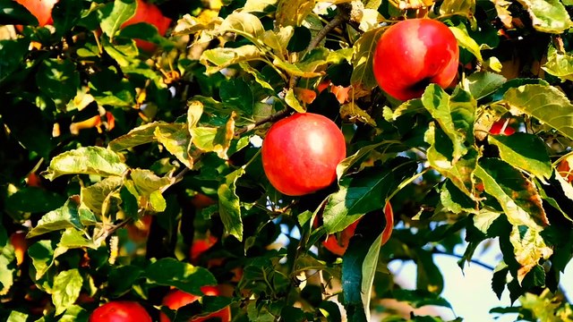 Âm nhạc thư giãn trị liệu với cảnh đẹp nhân gian - Bản hòa tấu giao mùa