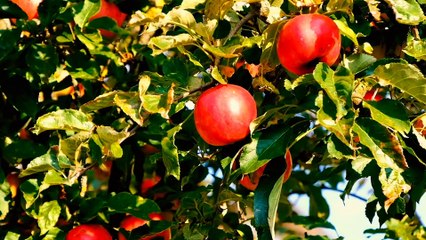 Âm nhạc thư giãn trị liệu với cảnh đẹp nhân gian - Bản hòa tấu giao mùa