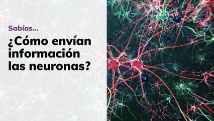 Las neuronas son las mensajeras del cuerpo