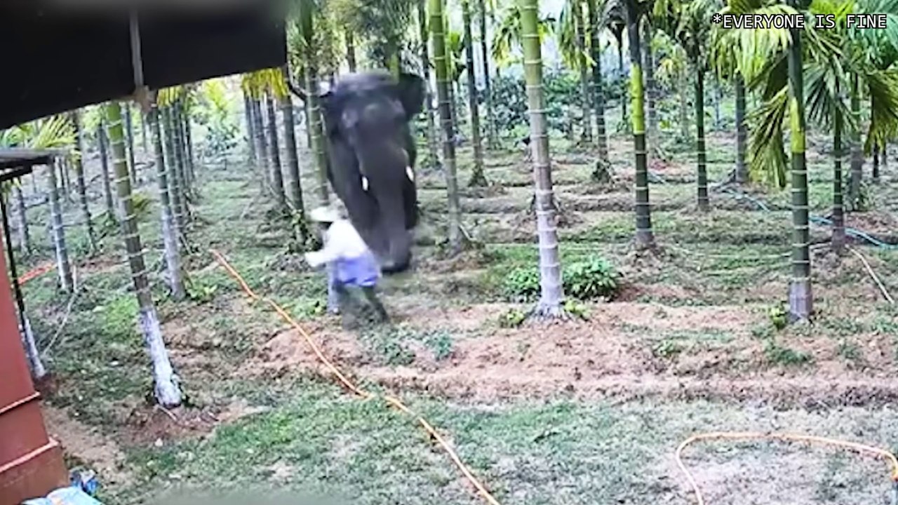When Animals Go On A Rampage And Got Caught On Camera !