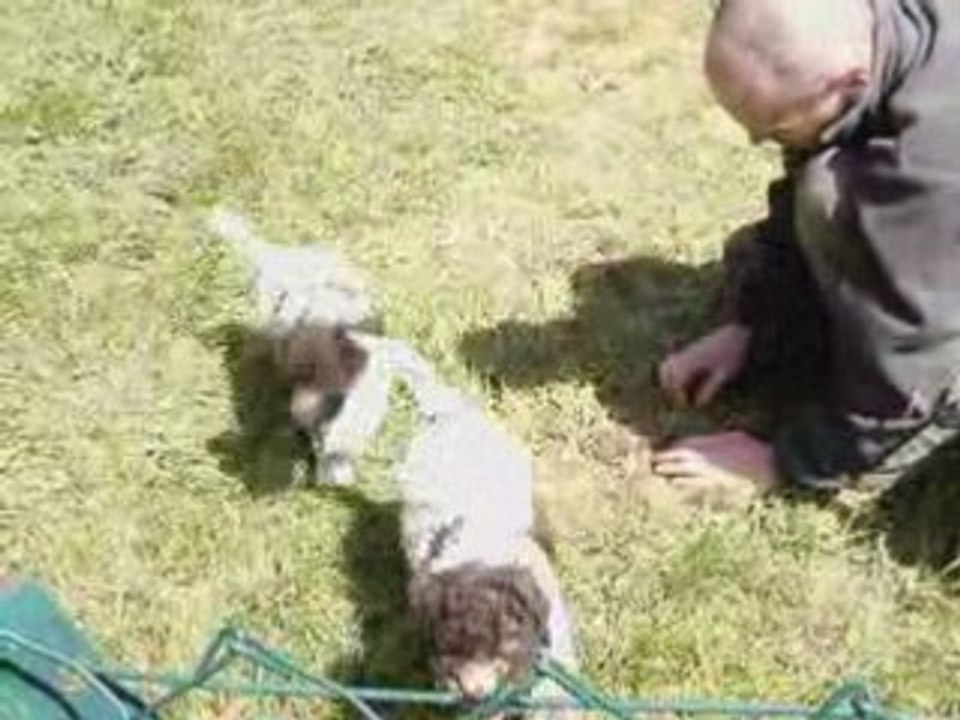 Travail chiots Aprile