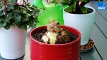 Roland Motte, jardinier : l'amaryllis à la floraison spectaculaire en hiver