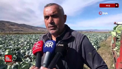 Muş'ta lahana üretiminden 120 milyon lira gelir bekleniyor