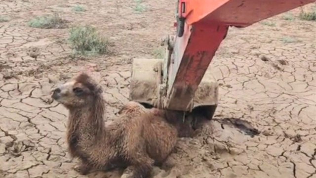 Camel stuck knee-deep in mud rescued using excavator