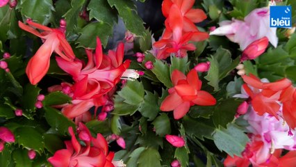 Roland Motte, jardinier : les trois plantes d'intérieur stars de l'hiver