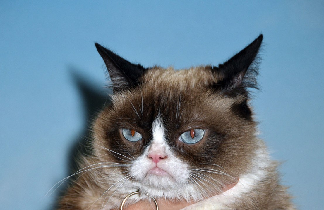 Animals get grumpier with age