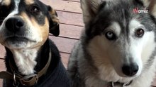 Video. Questo cane si sdraia sempre nello stesso punto del giardino: protegge un segreto a lui molto caro