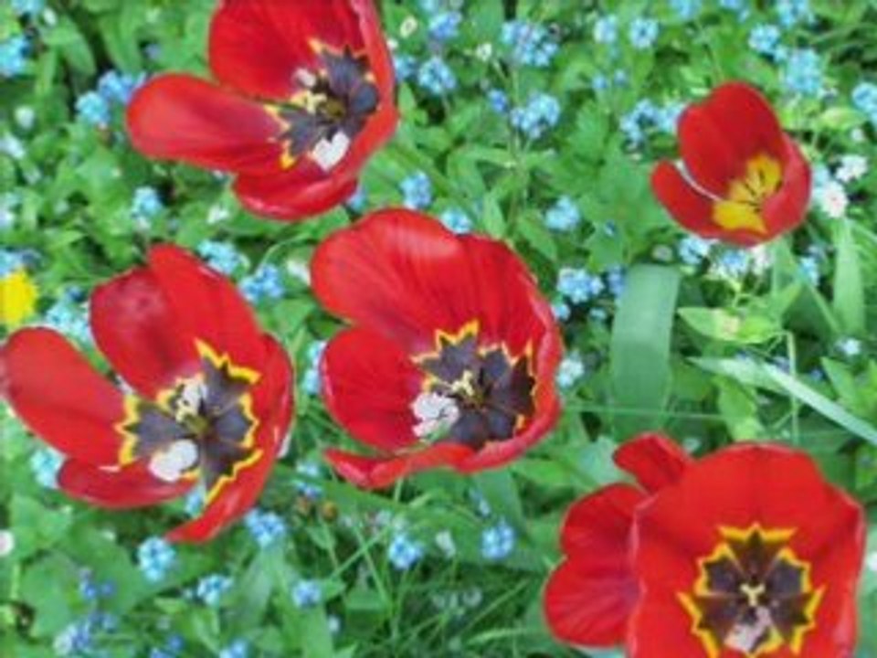 Fleurs du 93