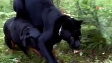 Rottweiler na spacerze i… czarna pantera?! Niezwykły duet podbija sieć (video)
