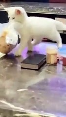 Funny Animal Videos Compilation 2024 -funny cats Random - funny dogs video