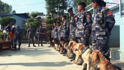 No Comment : les chiens du Népal célébrés lors du festival de Kukur Puja