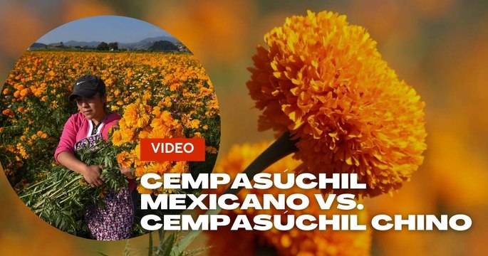 Cempasúchil mexicano vs. cempasúchil chino: diferencias y cómo identificarlos en Día de Muertos