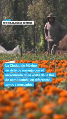 Las flores de Cémpasuchil y Día de Muertos