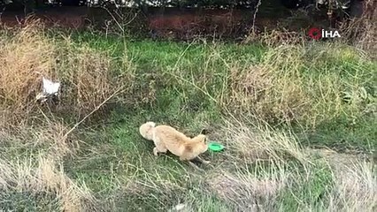 Şehir merkezine indi topla keyif yaptı