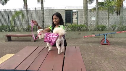 Cidades da baixada Santista são consideradas destinos pet friendly