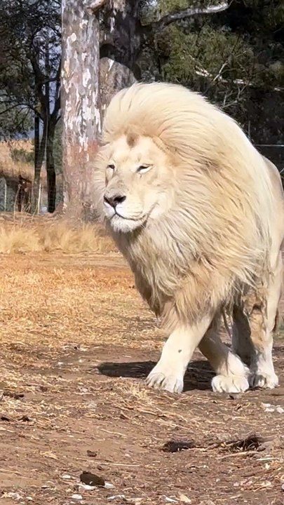 Loin