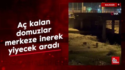 Balıkesir'de aç kalan domuzlar merkeze inerek yiyecek aradı