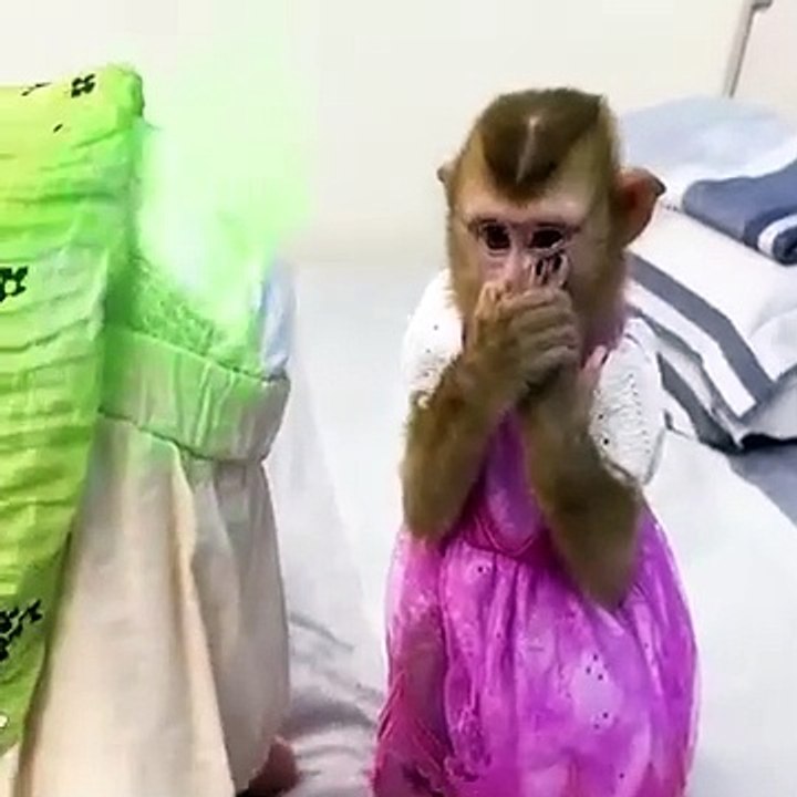 Monkey kaka handle smartly when baby diem needed a diper change