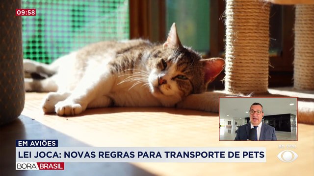 Lei Joca: novas regras para transporte de pets em aviões