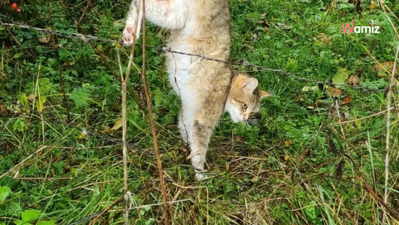 Jura : ils découvrent un chat errant coincé dans un fil barbelé, le sauvetage s'annonce délicat