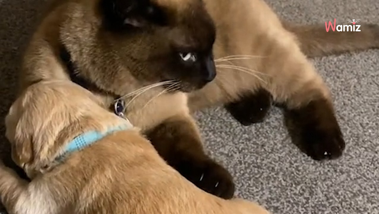 Le chiot Golden Retriever gémit tristement : ce que fait le chat fascine des millions de personnes
