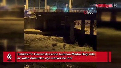 Aç kalan domuzlar merkeze inerek yiyecek aradı