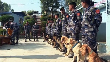 No Comment: Nepals Hunde werden beim Kukur Puja Festival geehrt