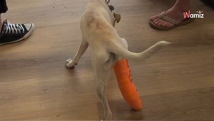 Il jette son chien sur le parking de la clinique : ils ont un mouvement de recul en voyant sa patte (vidéo)