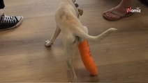 Il jette son chien sur le parking de la clinique : ils ont un mouvement de recul en voyant sa patte (vidéo)