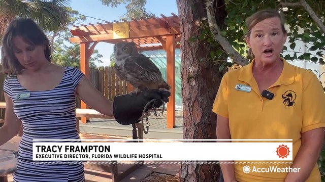 Wildlife hospitals take on thousands of patients after hurricanes