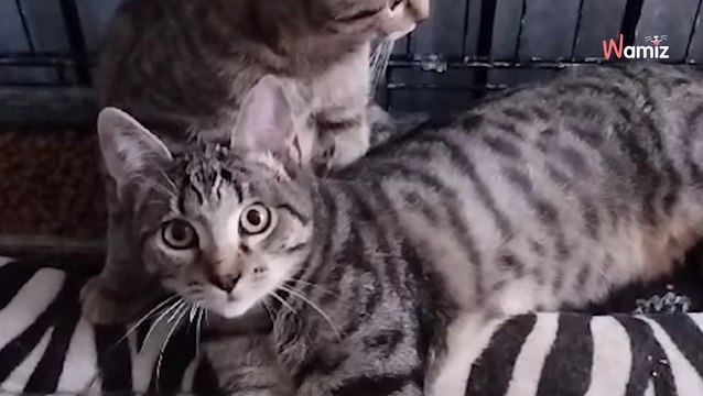 Triste record pour cette association : deux chatons sont adoptés... et ramenés de manière odieuse trois jours après !