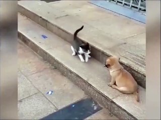 Hilarious Cat & Dog Animal Face-Off 🐾