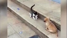 Cat VS Dog Funny Animal Videos
