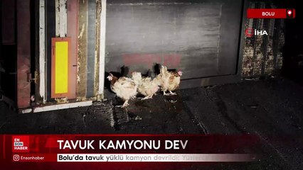 Bolu'da tavuk yüklü kamyon devrildi: Yüzlerce tavuk telef oldu