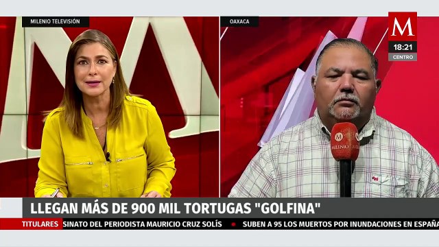 Llegan más de 900 mil ejemplares de tortugas golfina a santuario en Oaxaca