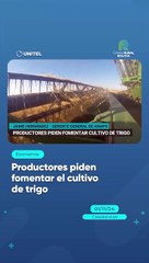 Productores piden fomentar el cultivo de trigo