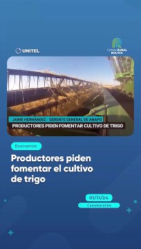 Productores piden fomentar el cultivo de trigo