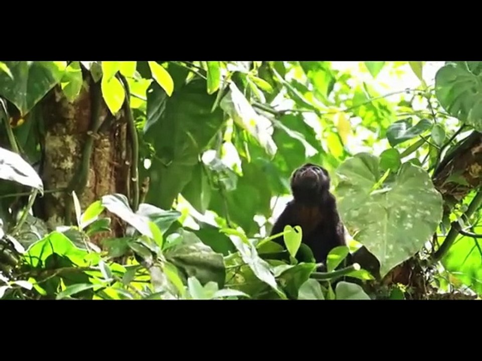 AMAZON WILDLIFE1