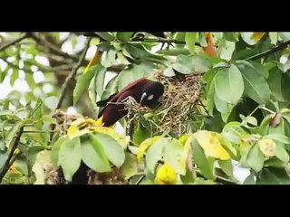 AMAZON WILDLIFE2 (FINISH)