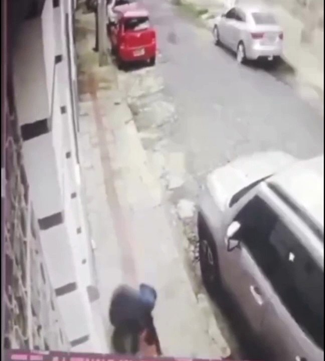 Sabiás 'atacam' moradores em bairro de Belo Horizonte