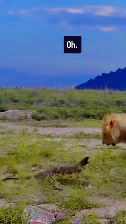 Lion don't brave,,,,