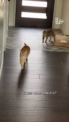 My sweet cat attacked weel b snac